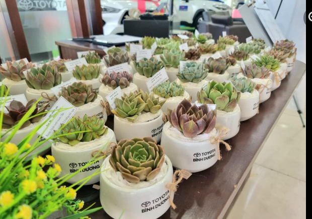 lĩnh vực hoạt động